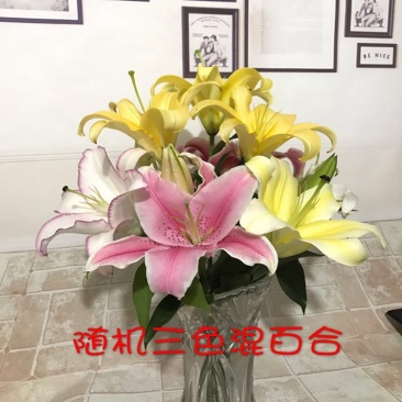 混色玫瑰