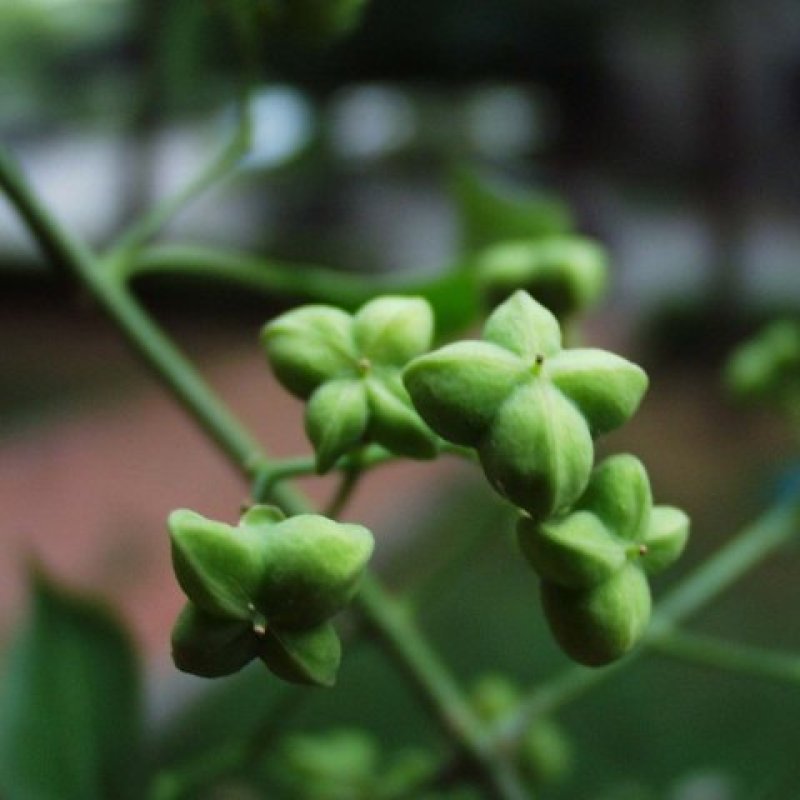 丝绵木种子华北卫矛桃叶卫矛新种子钩挂种子嫁接专用钻木卫矛