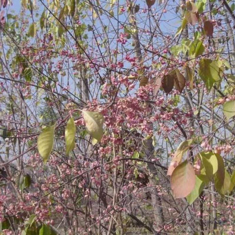 丝绵木种子华北卫矛桃叶卫矛新种子钩挂种子嫁接专用钻木卫矛