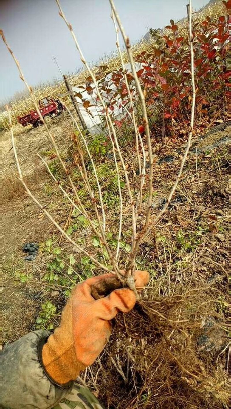 红醋栗苗2年苗当年结果保证成活率品种纯正