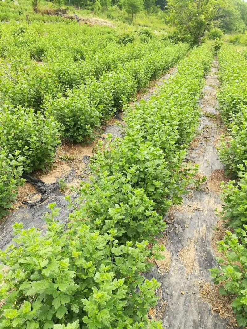 红醋栗苗2年苗当年结果保证成活率品种纯正