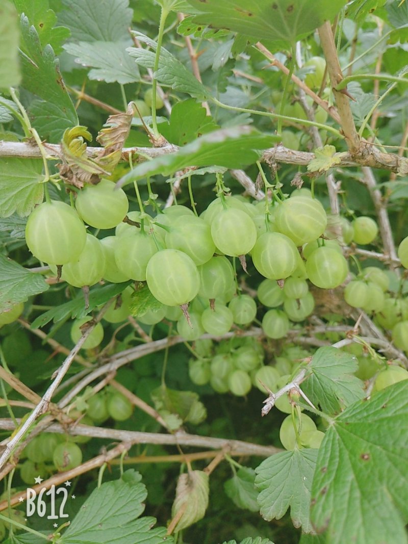 红醋栗苗基地直供批发当年苗灯笼果苗保成活率