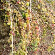 红醋栗苗基地直供批发当年苗灯笼果苗保成活率