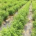 红醋栗苗3年苗灯笼果苗当年结果大果保证成活率