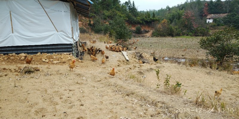 土鸡、河田母鸡，森林散养，生态养殖