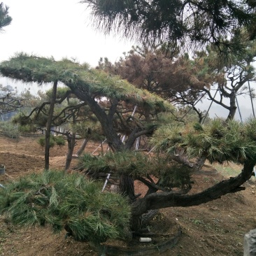 造型松