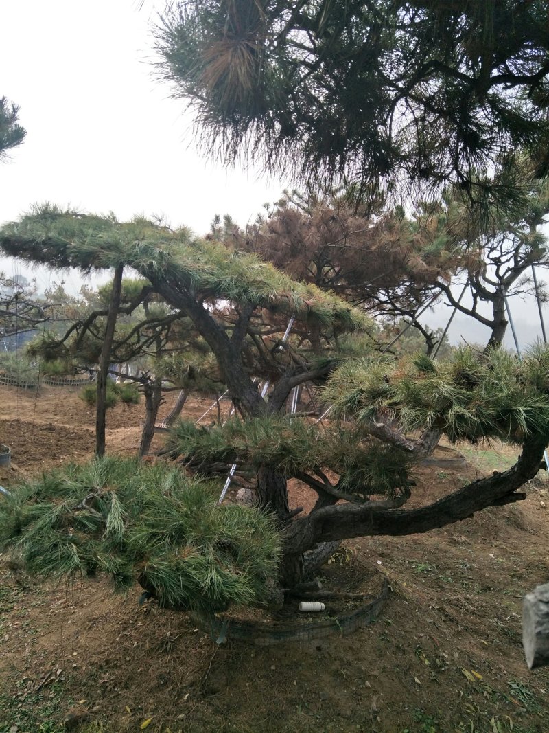 造型松