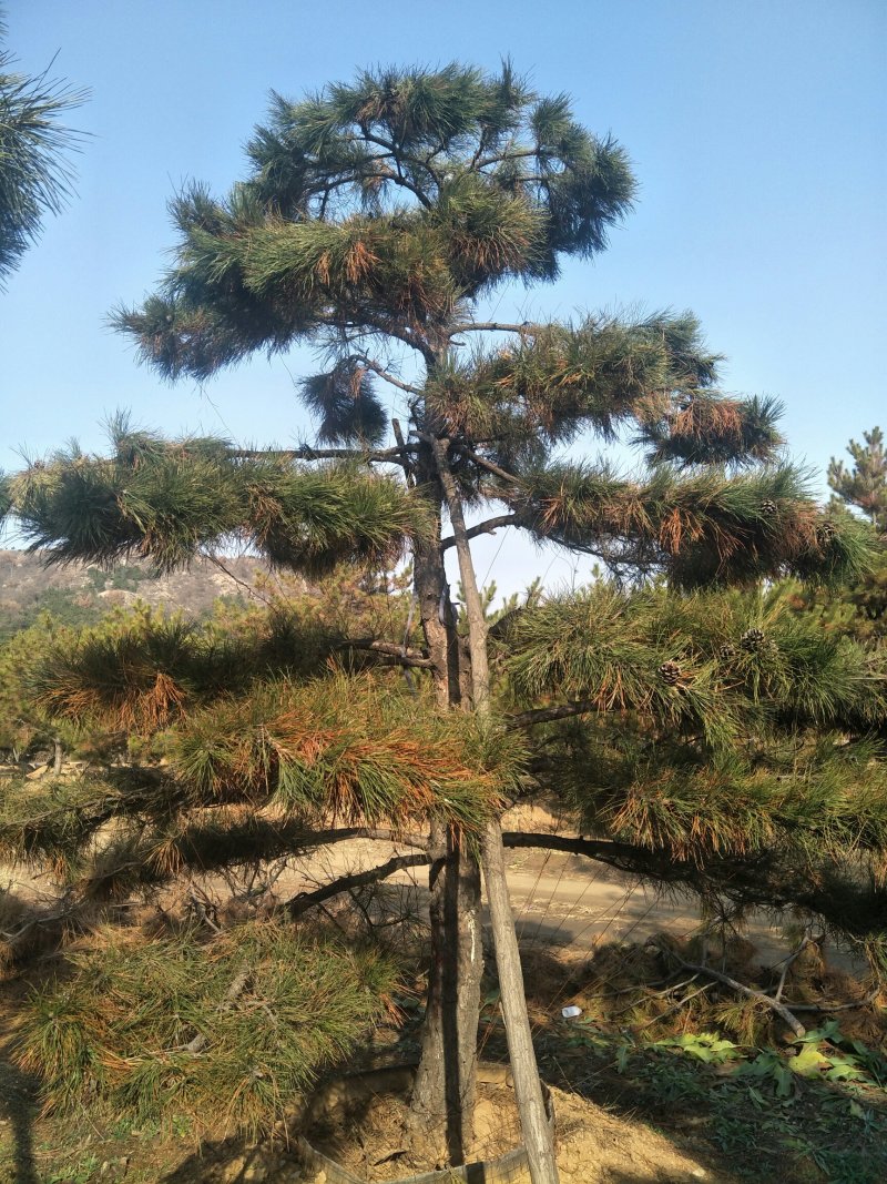 造型松