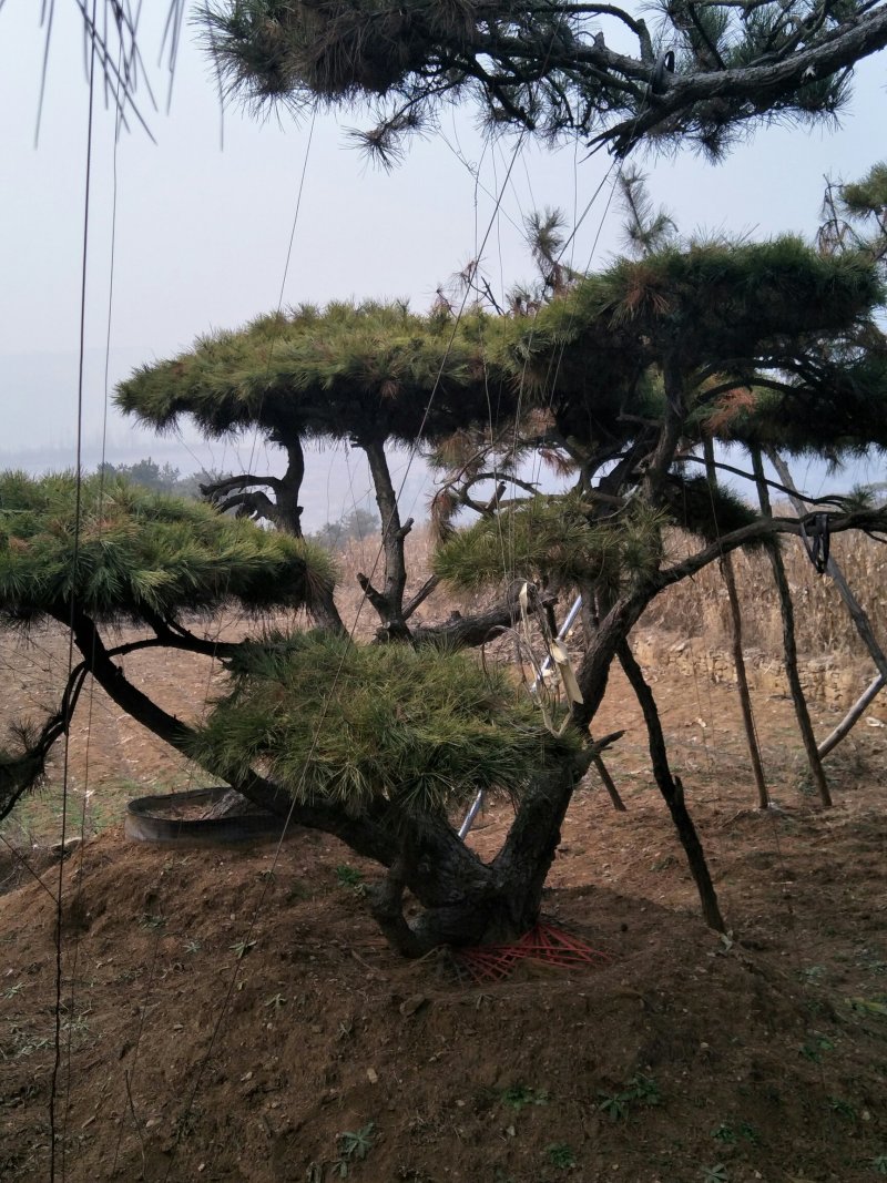 造型松