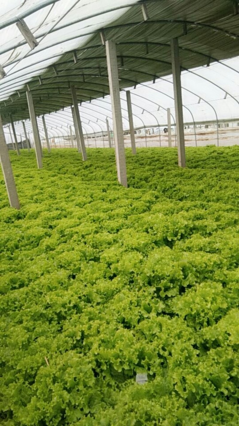 生菜精品美国大速生菜球