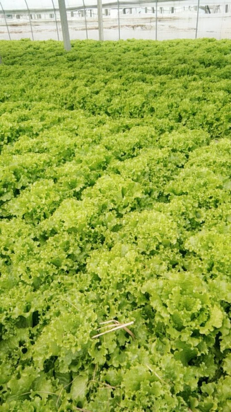 生菜精品美国大速生菜球