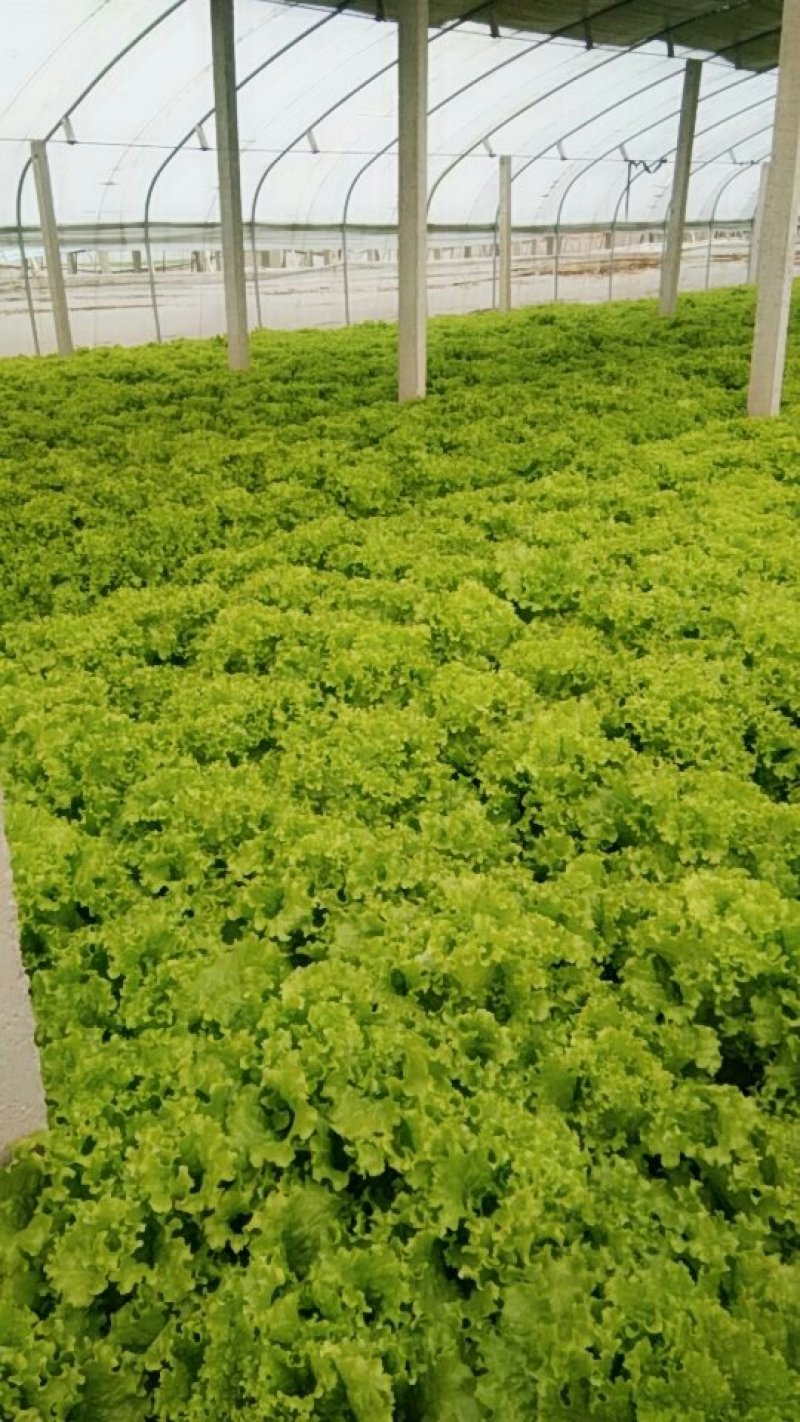生菜精品美国大速生菜球