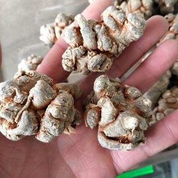 三七标准17头批发各种规格三七