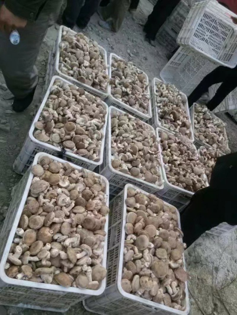 农家一手货源干鲜香菇蘑菇土特产批发
