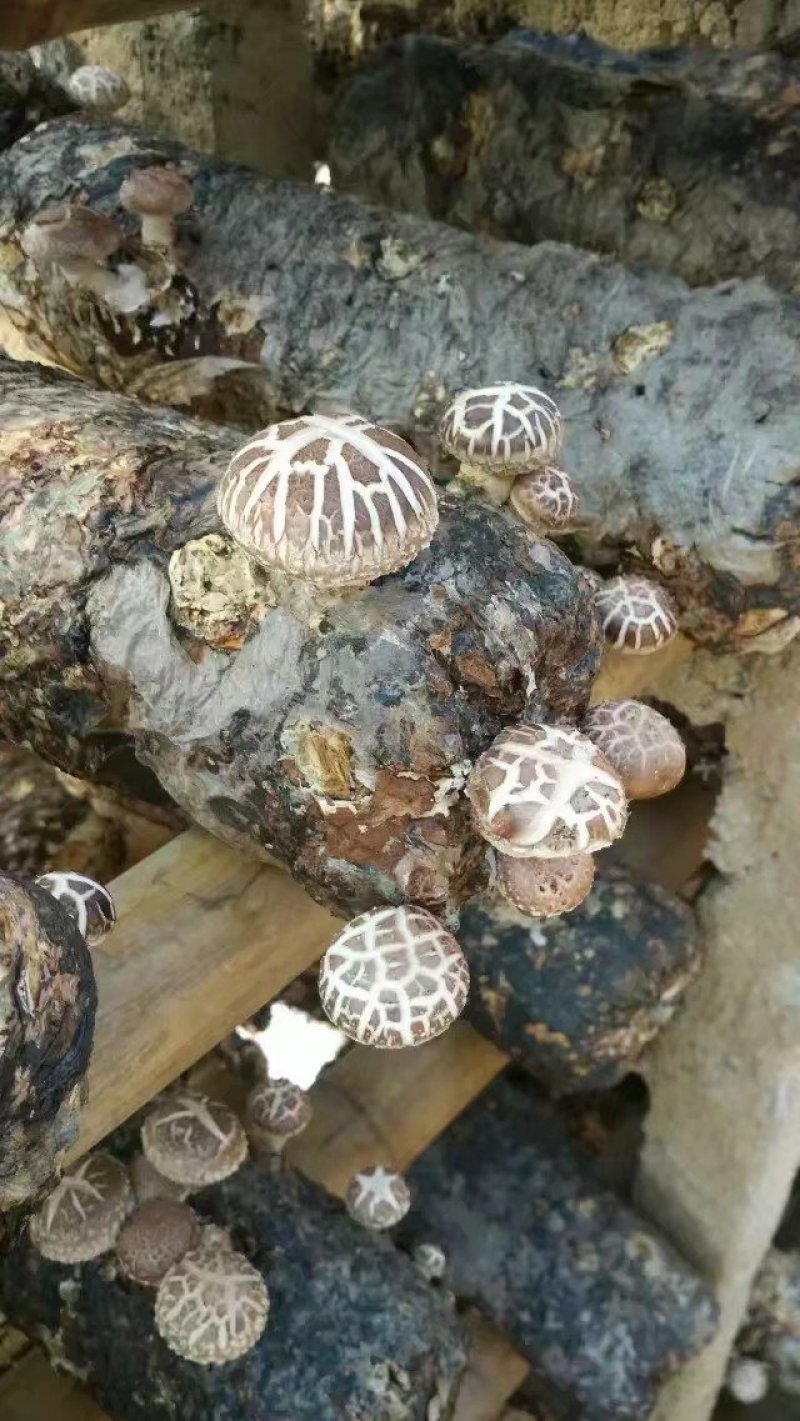 农家一手货源干鲜香菇蘑菇土特产批发
