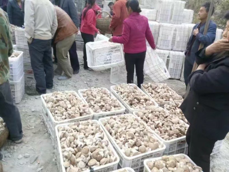 农家一手货源干鲜香菇蘑菇土特产批发