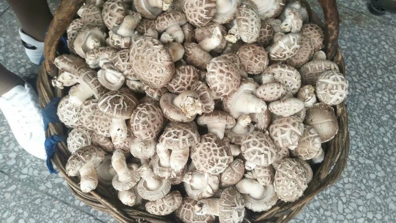 农家一手货源干鲜香菇蘑菇土特产批发