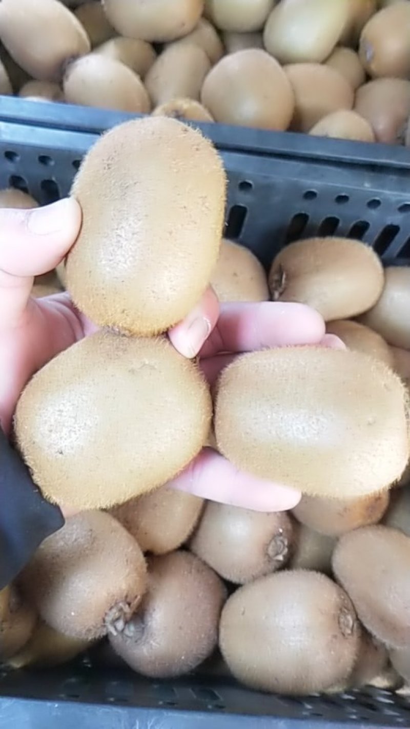 海沃德猕猴桃