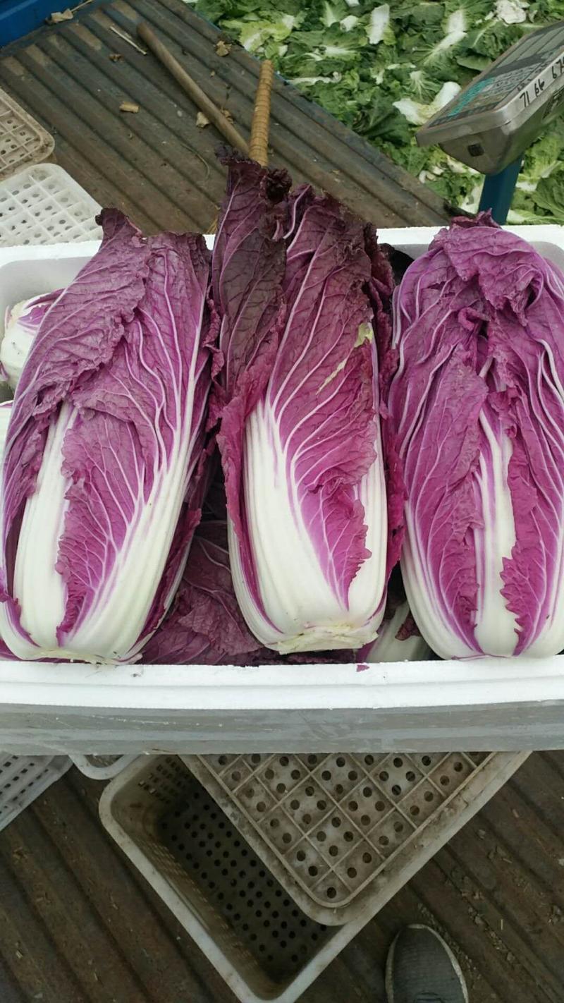【热销】出口，商超各大市场批发零售，紫白菜300基地特优