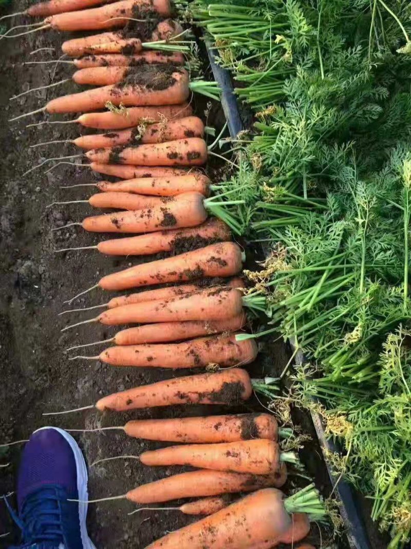 胡萝卜三两以上，大量有货