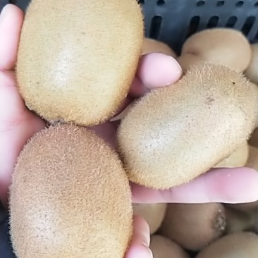 海沃德猕猴桃。