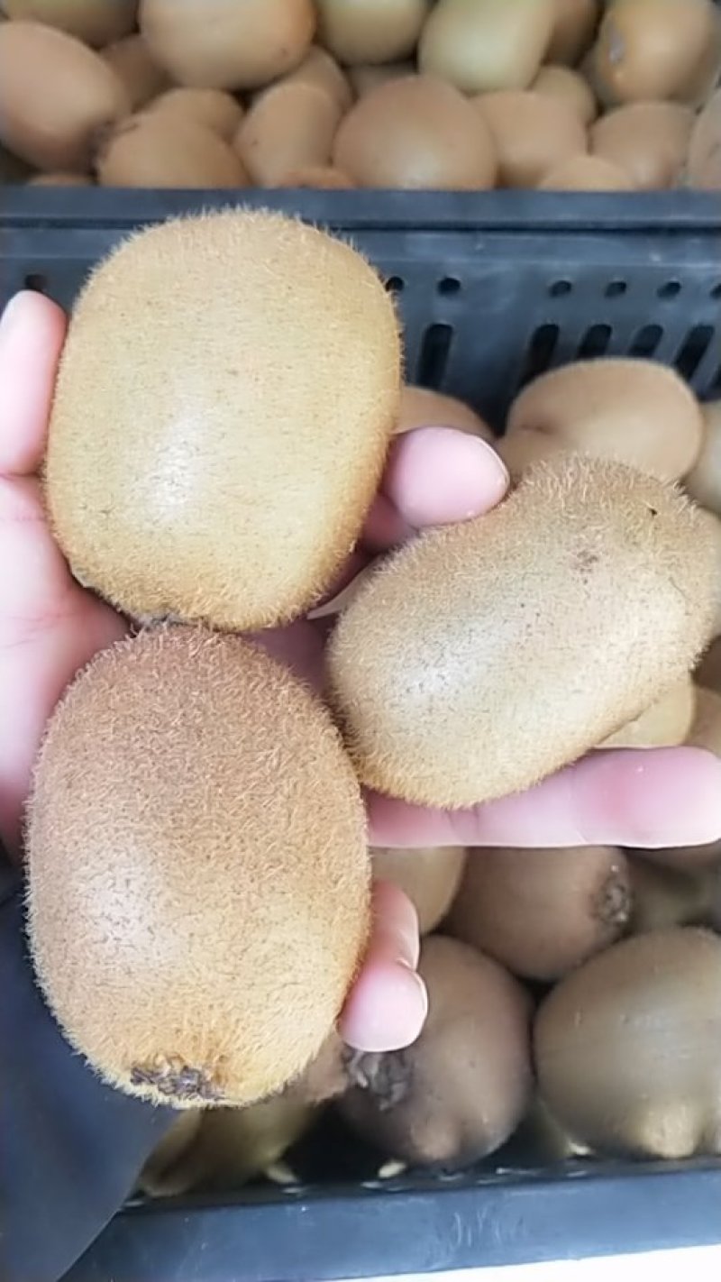 海沃德猕猴桃。