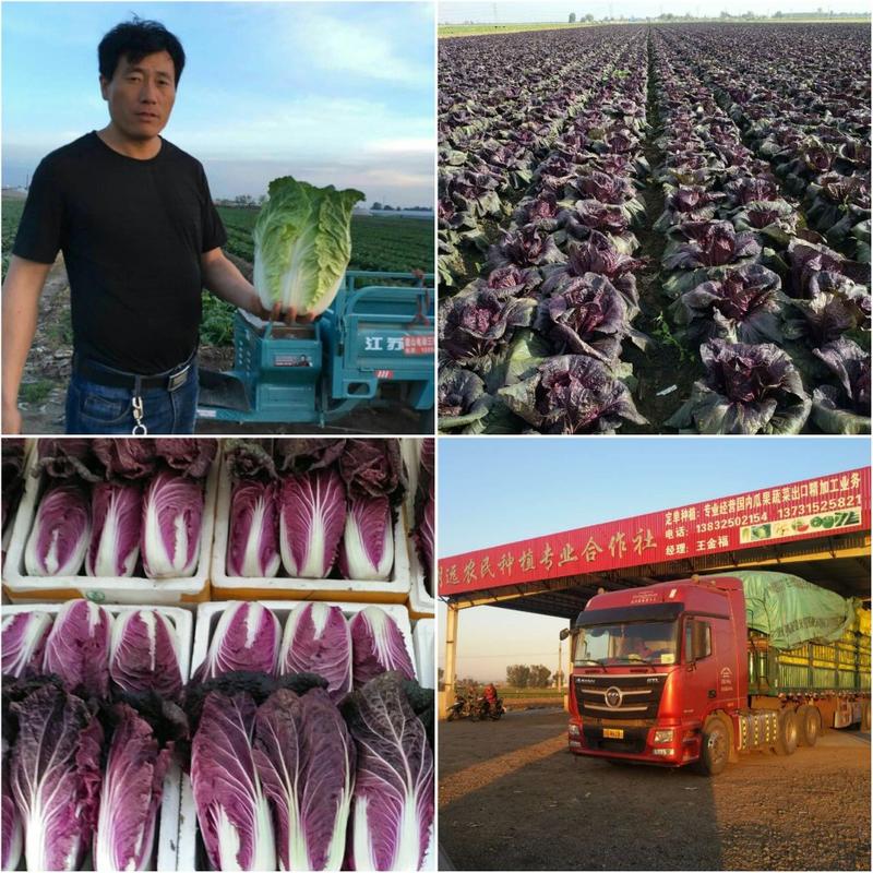 【热销】出口，商超各大市场批发零售，紫白菜300基地特优
