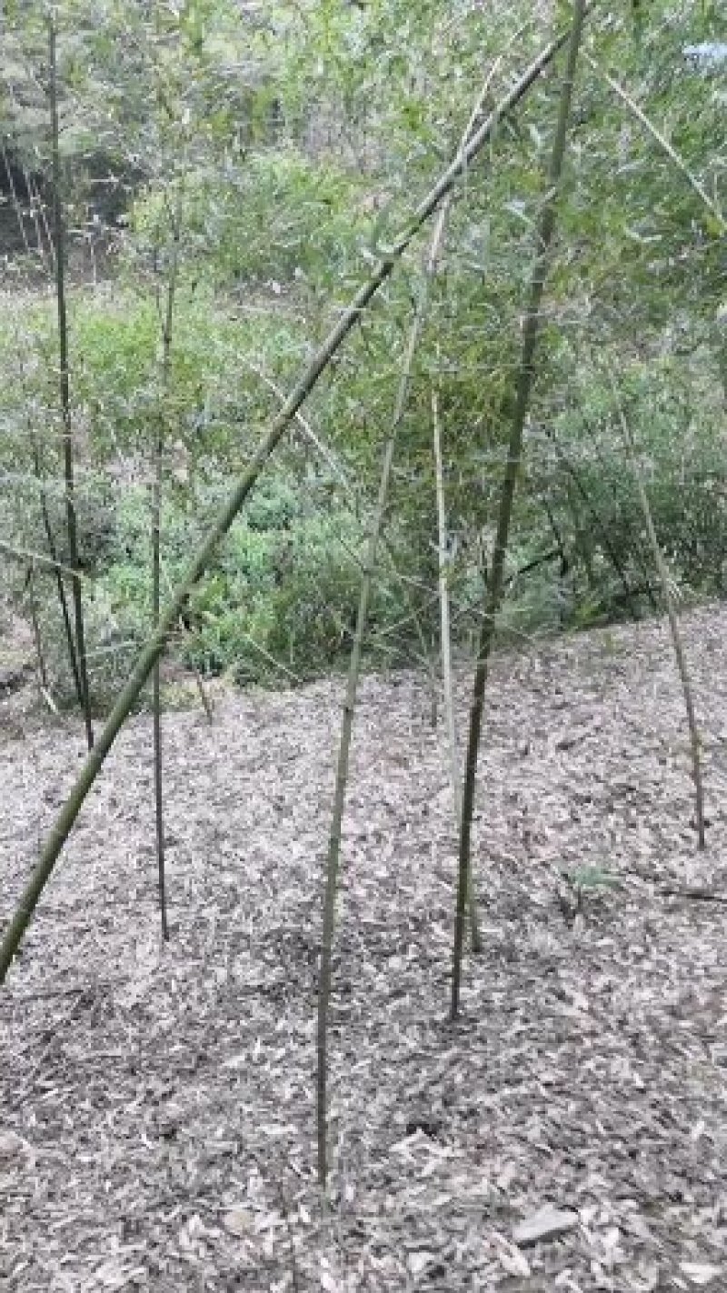 你爱的竹子