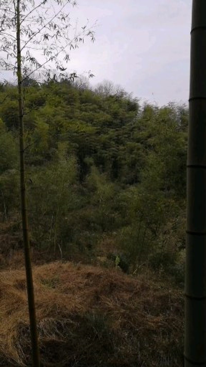 你爱的竹子