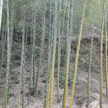 你爱的竹子