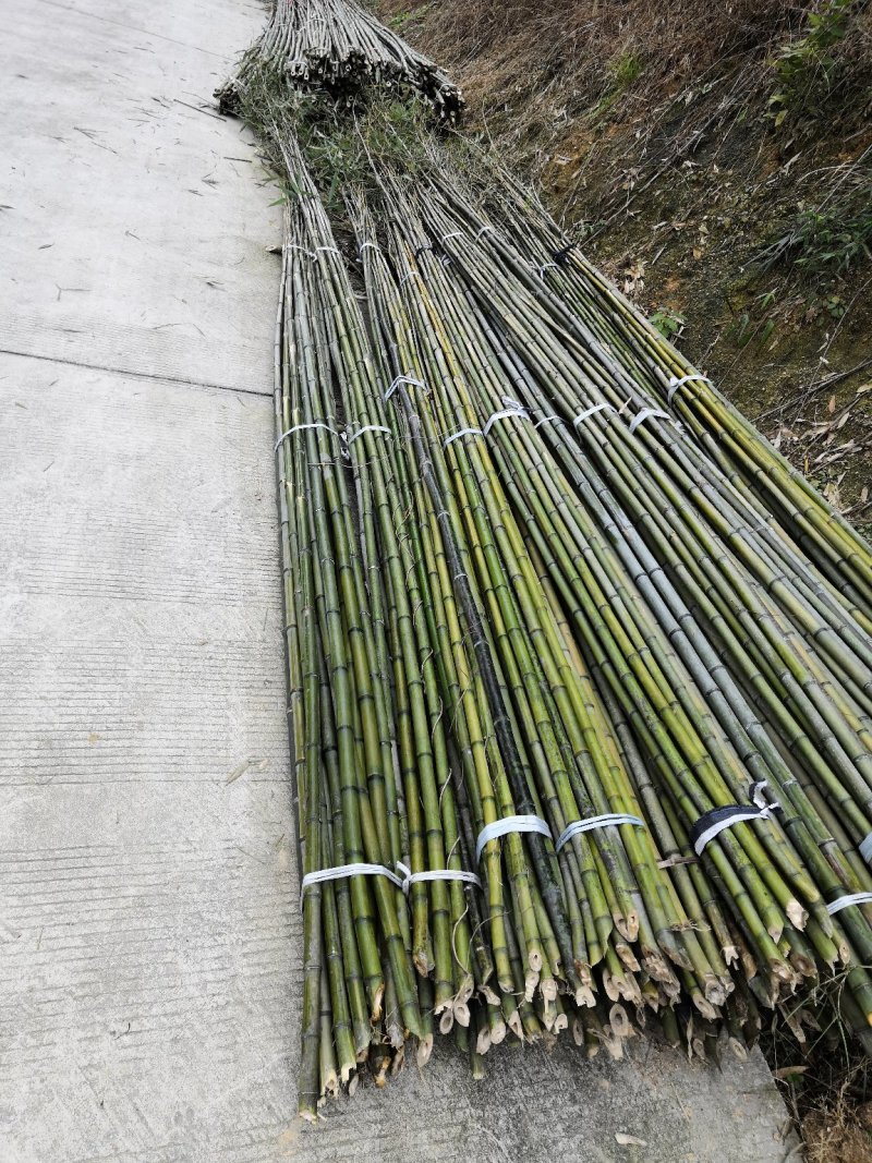 你爱的竹子