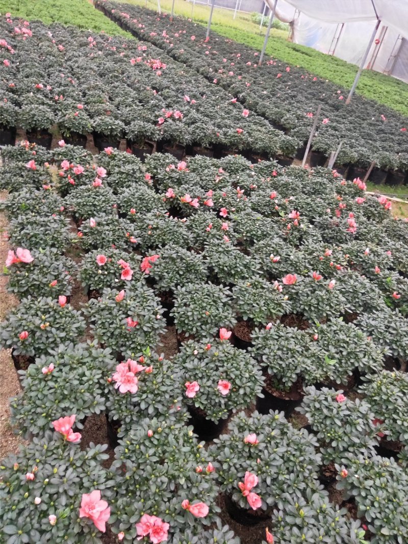 杜鹃花，樱桃红杜鹃花，冠幅30-35公分！