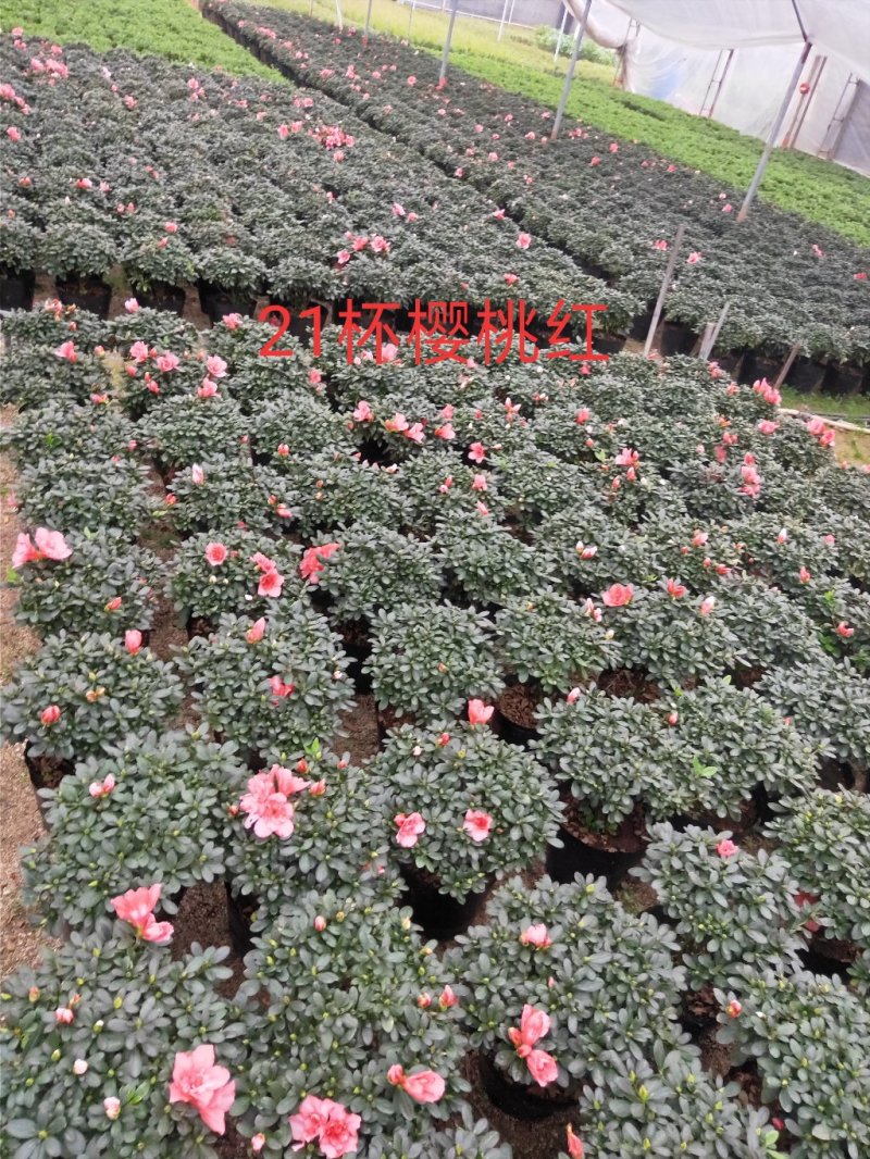 杜鹃花，樱桃红杜鹃花，冠幅30-35公分！
