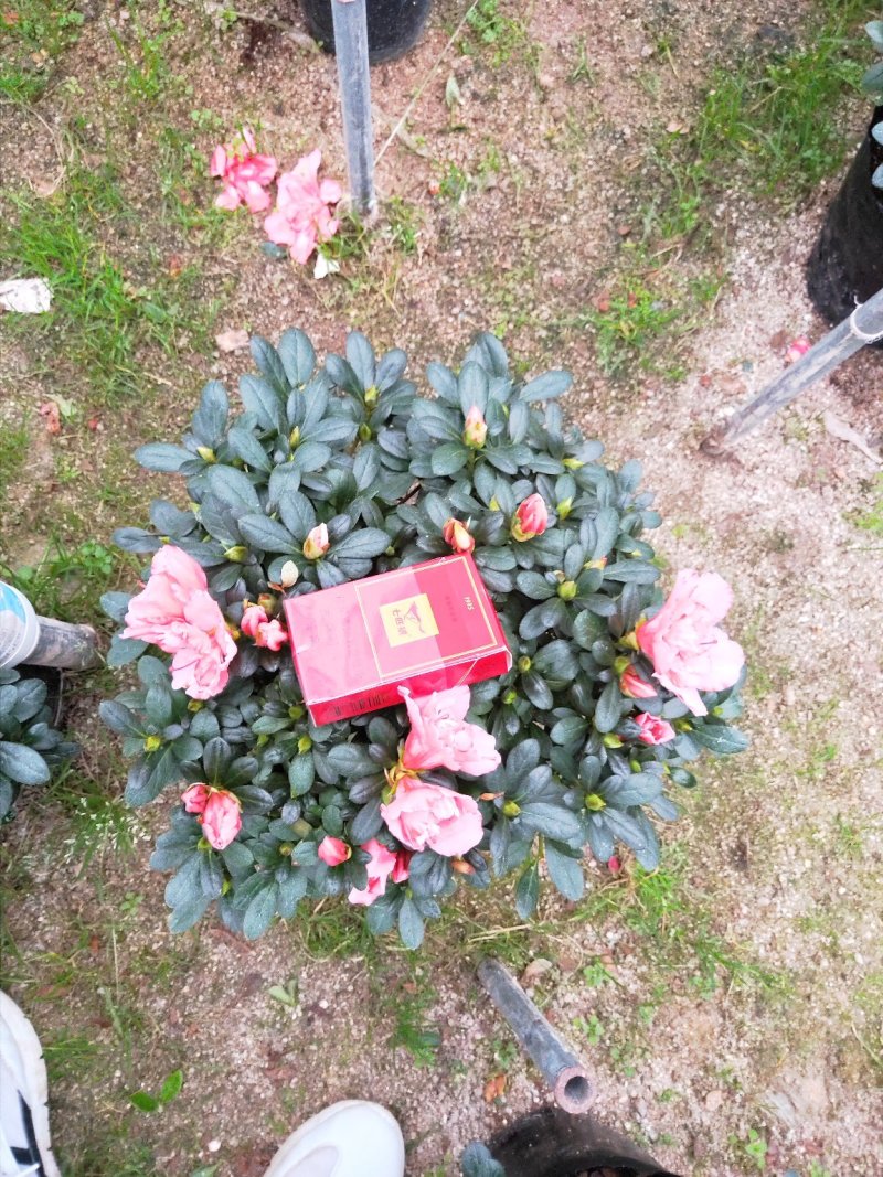 杜鹃花，樱桃红杜鹃花，冠幅30-35公分！