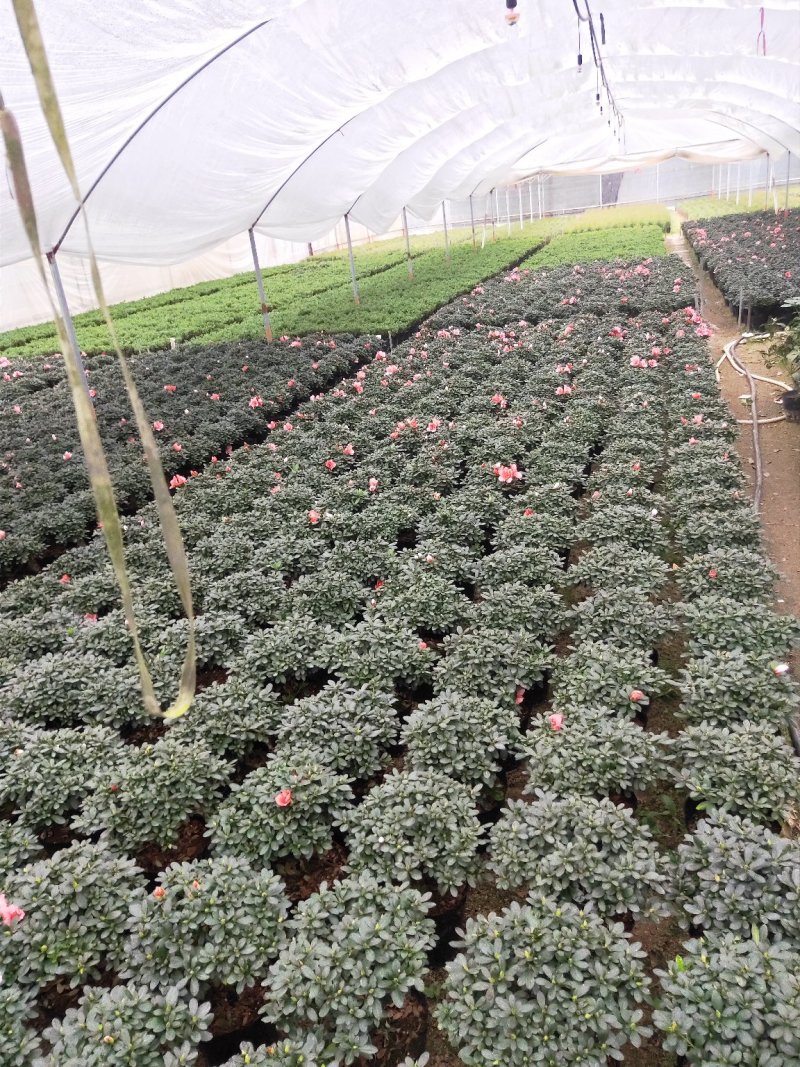 杜鹃花，樱桃红杜鹃花，冠幅30-35公分！