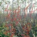 矮化苹果树苗，0.8至1公分的，