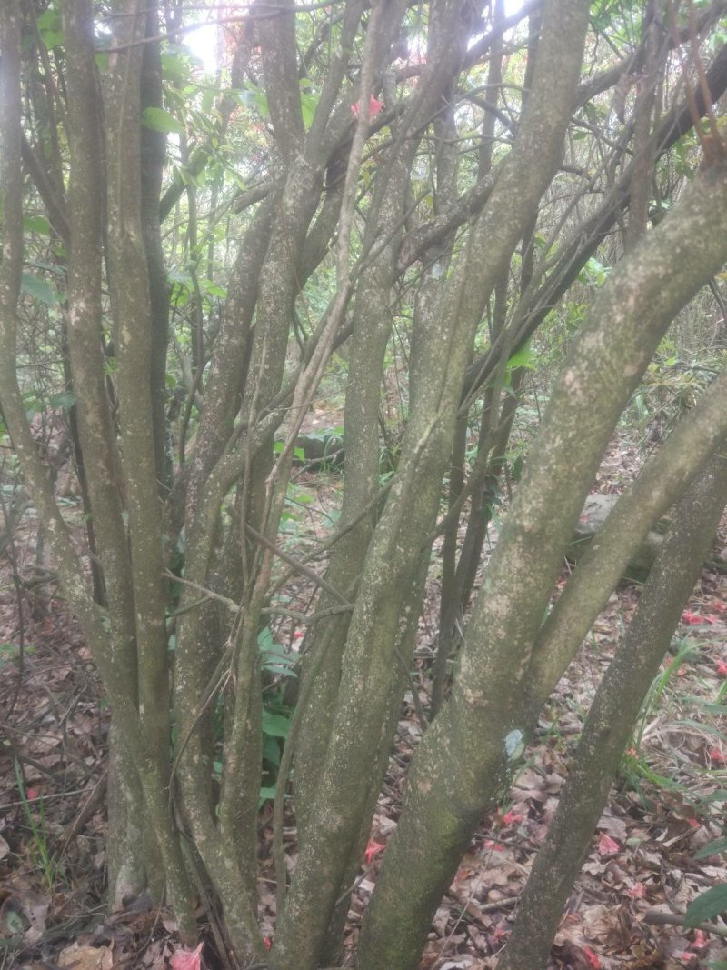 满山红
