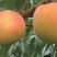 中熟锦绣黄桃苗7月初成熟两年苗已开花结果现挖保湿