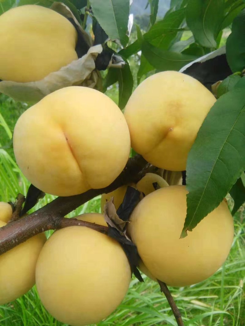 中熟锦绣黄桃苗7月初成熟两年苗已开花结果现挖保湿