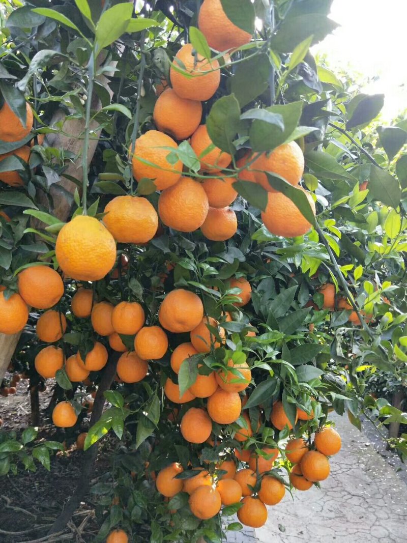 黄果柑