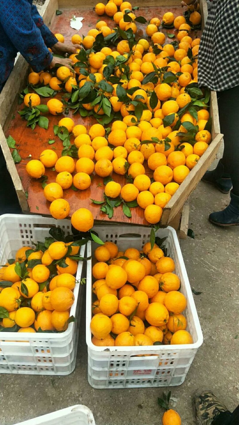 黄果柑