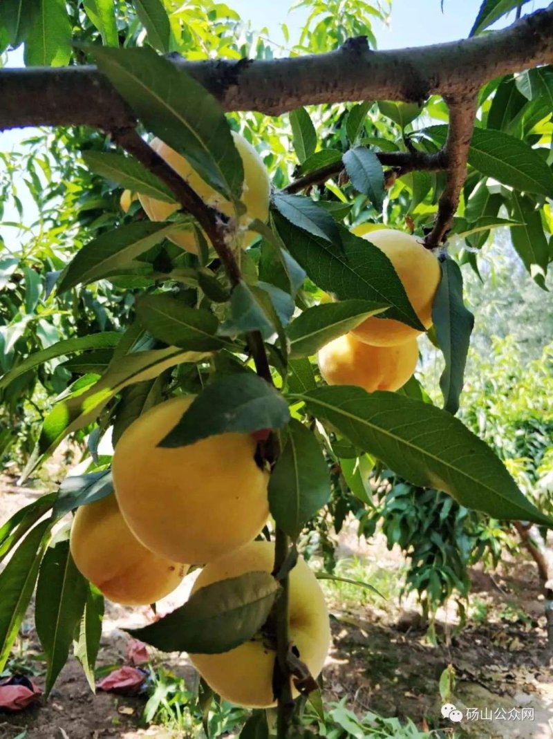 中熟锦绣锦园黄桃苗两年开花苗现挖现发免费提供技术指导