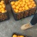 湖北宜昌精品椪柑新品上市，口感纯甜化渣，鲜果采摘直发