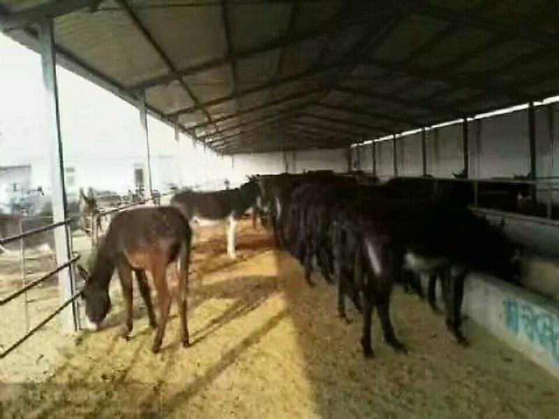 肉驴苗，肉驴货到付款