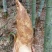 深山野生黄泥新鲜冬笋大量供应