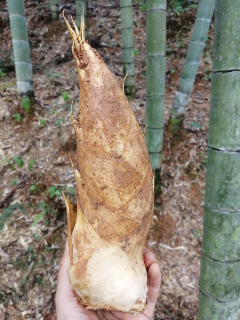 深山野生黄泥新鲜冬笋大量供应