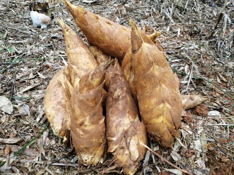 深山野生黄泥新鲜冬笋大量供应