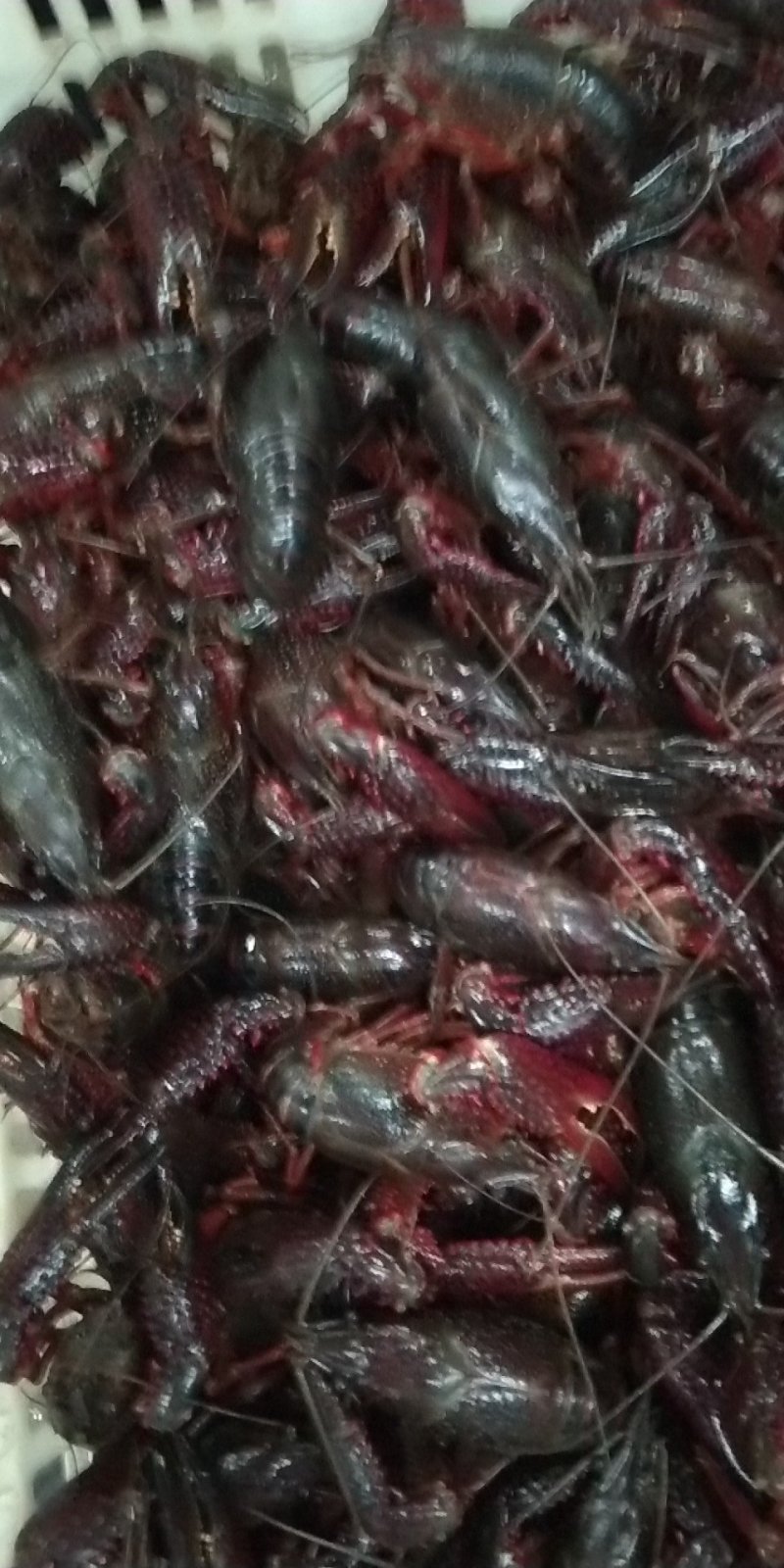 龙虾，调料包