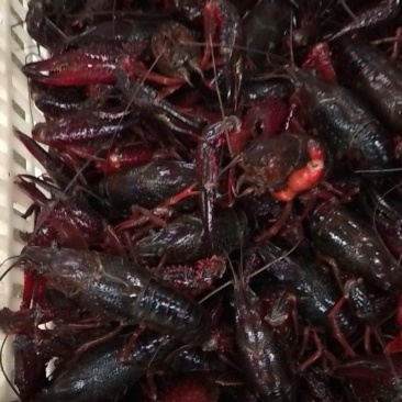 龙虾，调料包