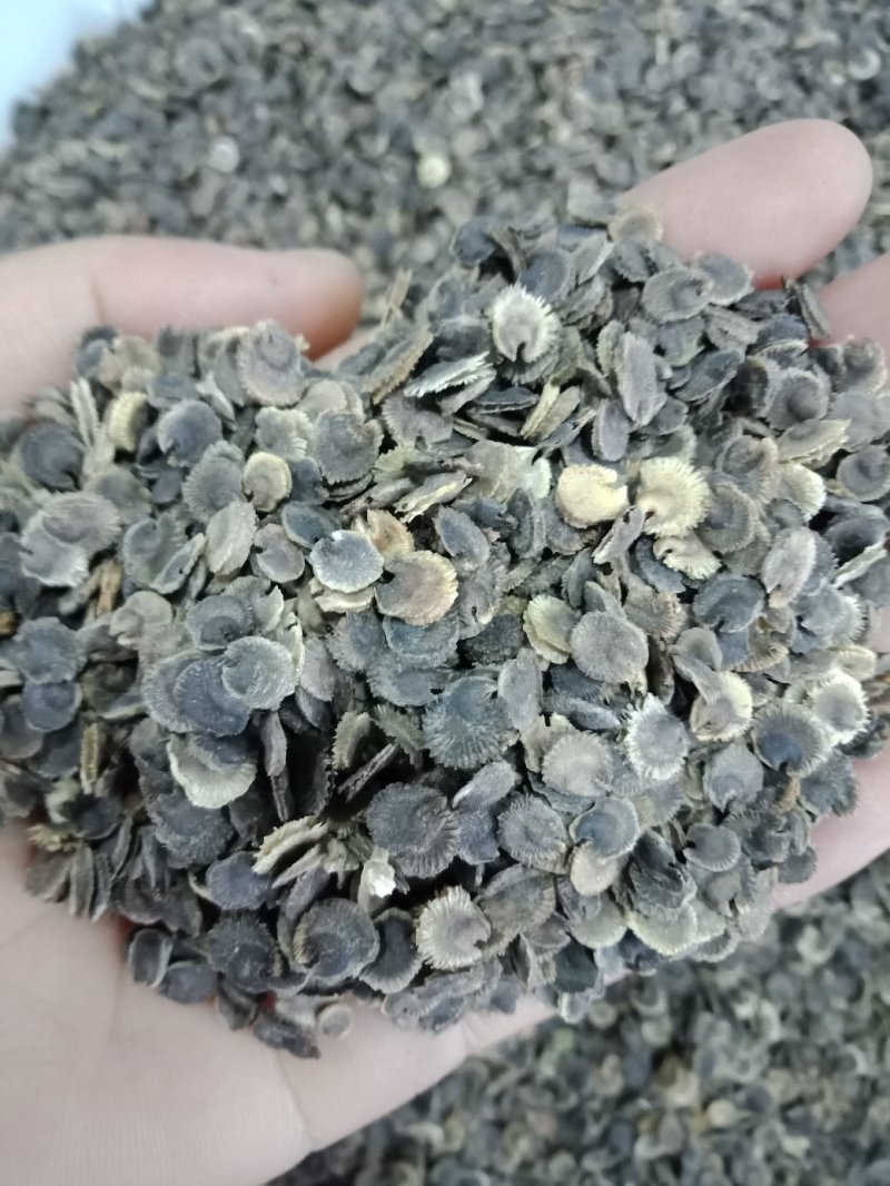 蜀葵种子花种子四季种重瓣一丈红花花卉野花组合种子花种籽